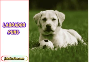 Labrador Puns